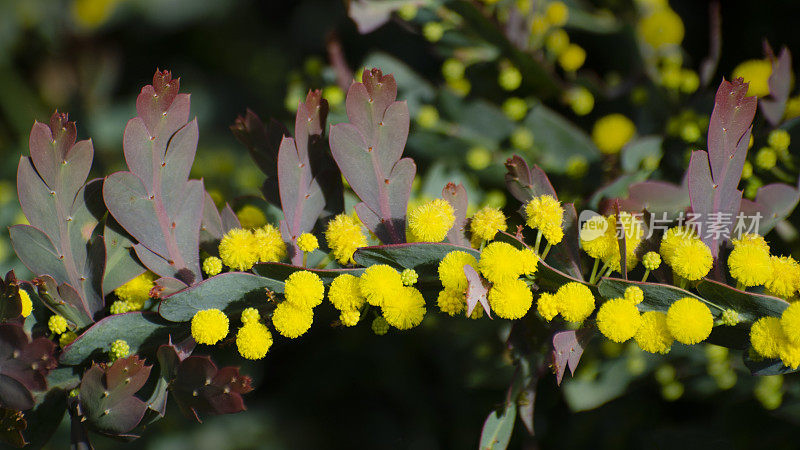 平荆合欢(Acacia glaucoptera)的花和叶的特写